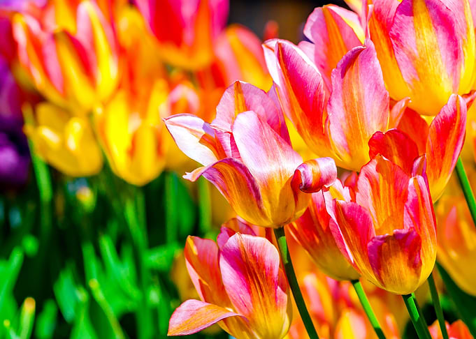 Tulips Color Festival