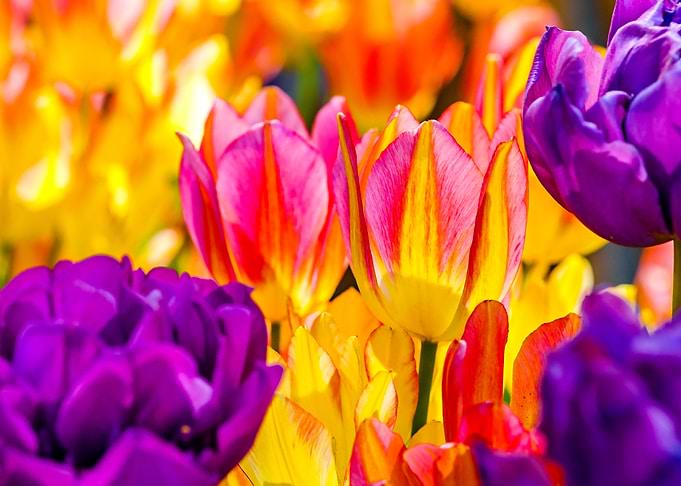 Tulips Color Festival