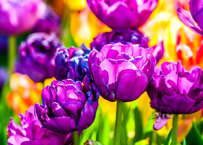 Tulips Color Festival