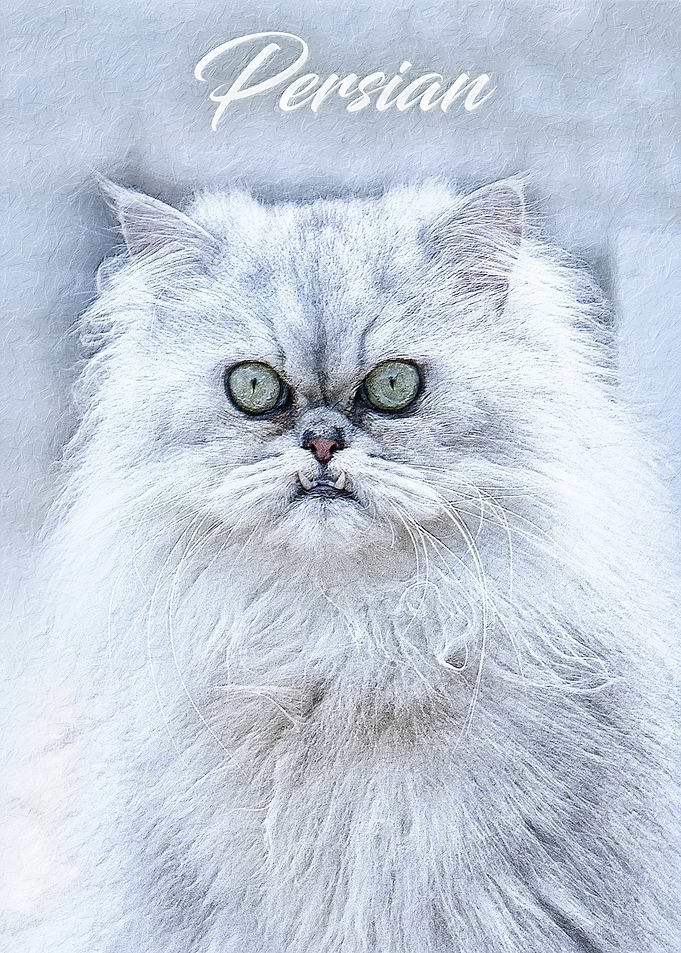 Persian cat