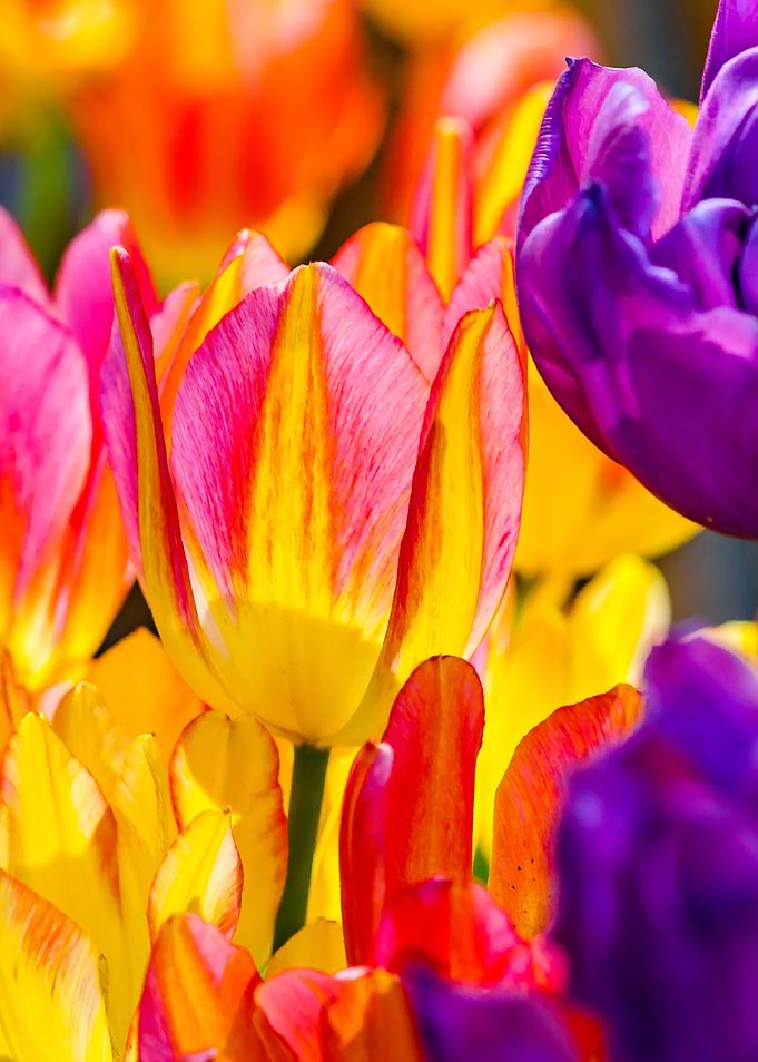 Tulips Color Gala