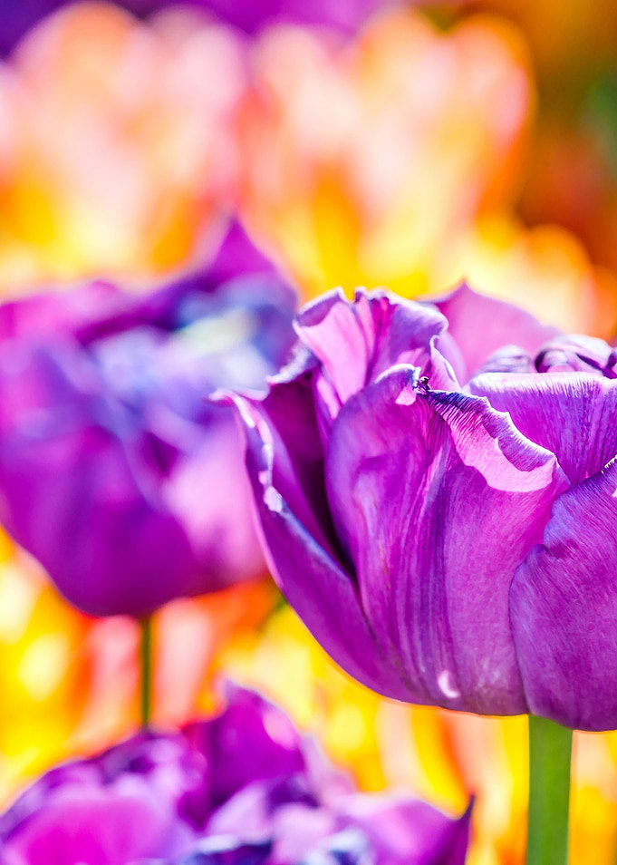 Tulips Color Gala