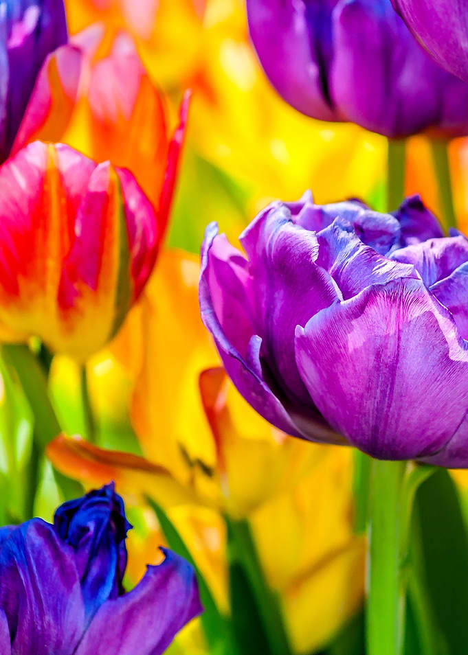 Tulips Color Gala