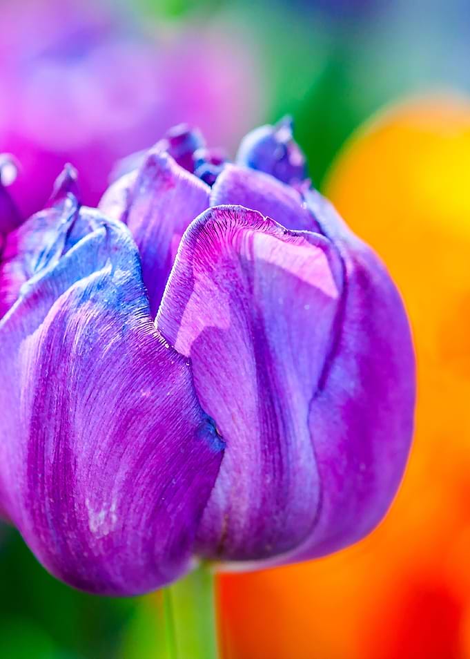 Tulips Color Gala