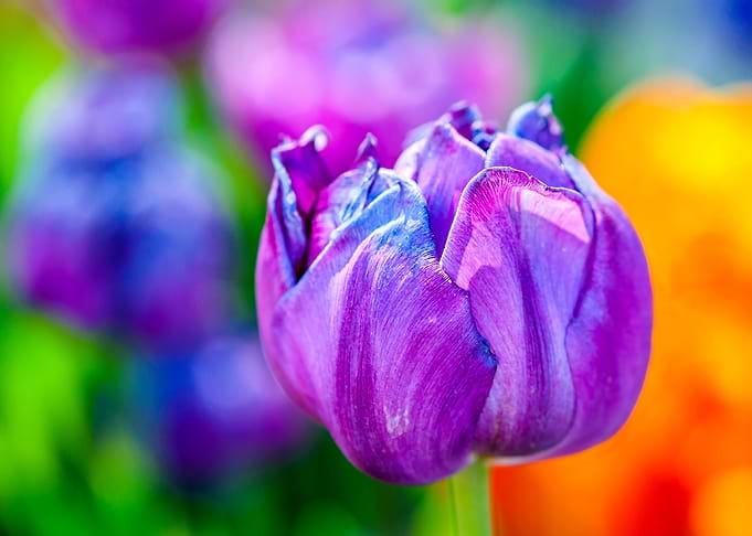 Tulips Color Festival