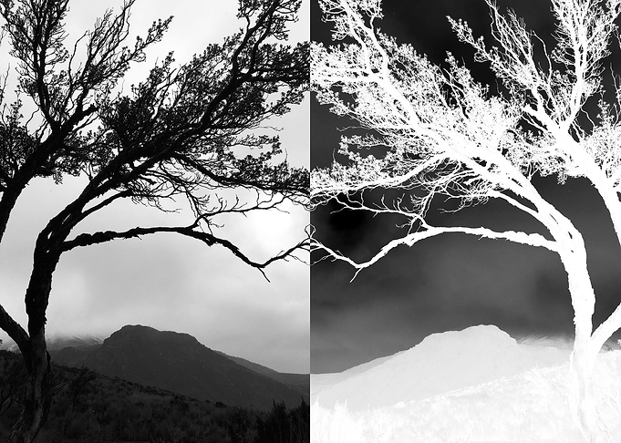 Arms branches