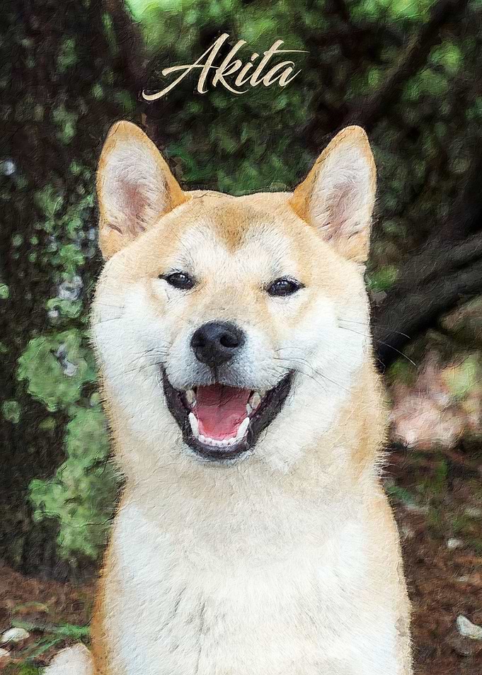 Akita dog