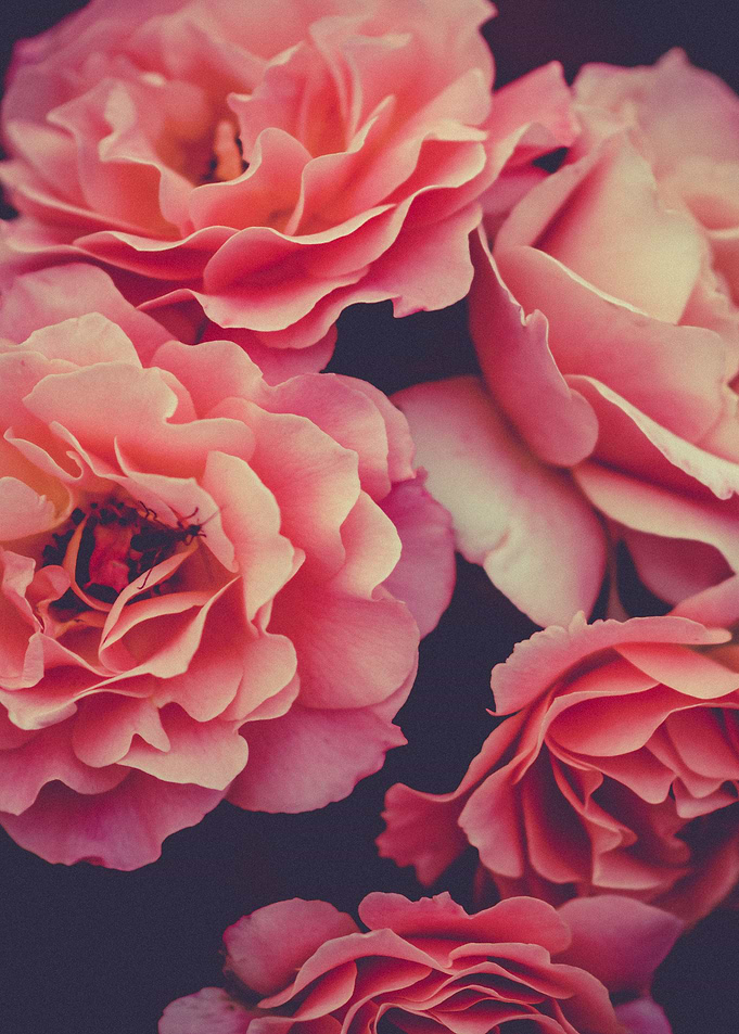pink flower bouquet