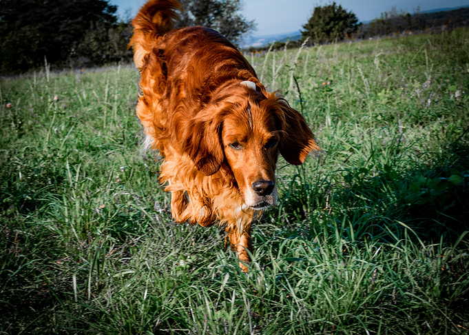 Irishsetter kaya