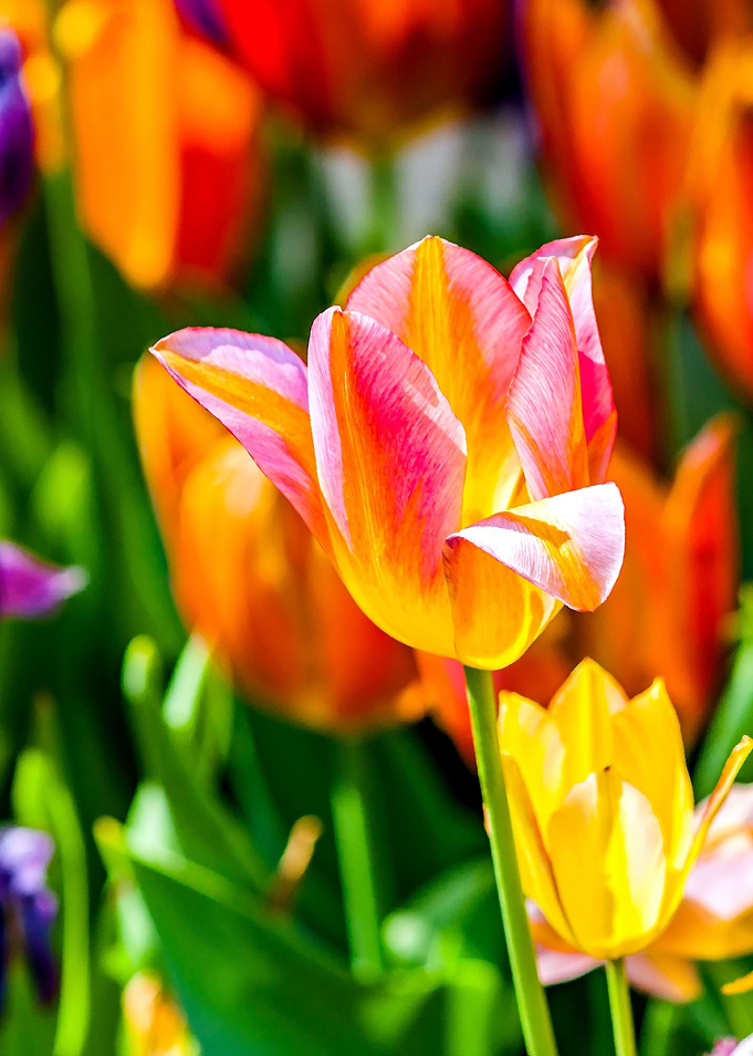 Tulips Color Gala