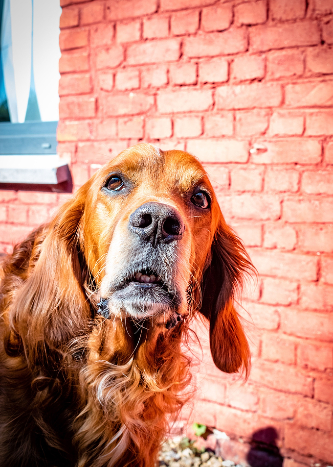 Irishsetter kaya