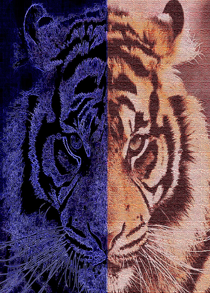 Tiger 01
