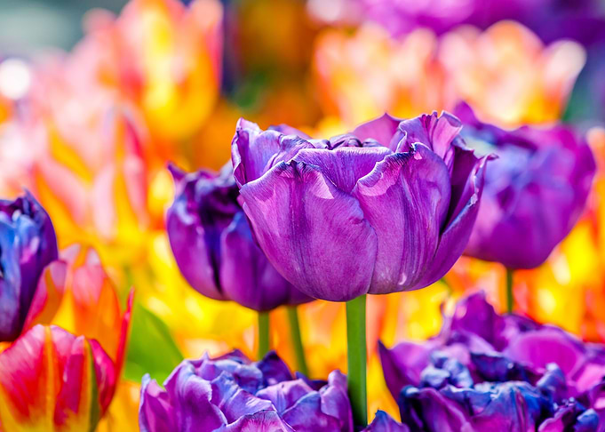 Tulips Color Festival