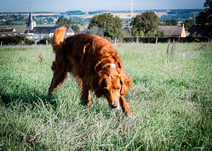 Irishsetter kaya