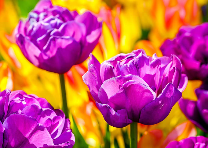 Tulips Color Festival