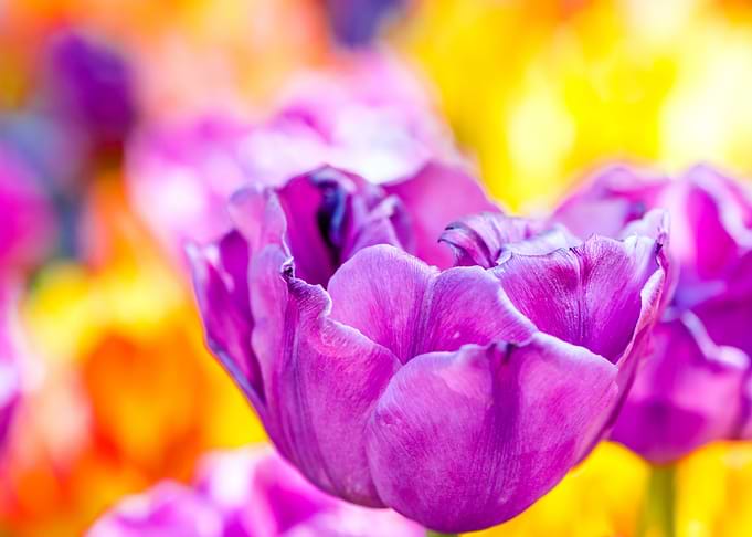Tulips Color Festival