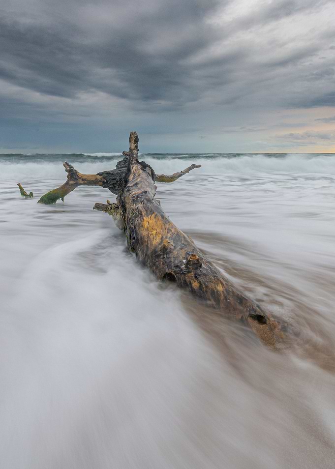 Lonely tree on the beach