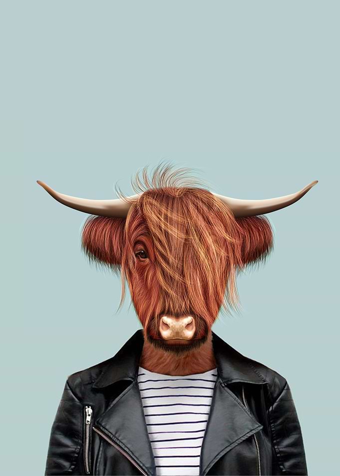 Highland Cattle cow