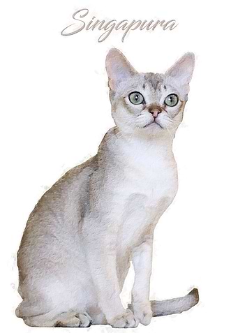 Singapura Cat