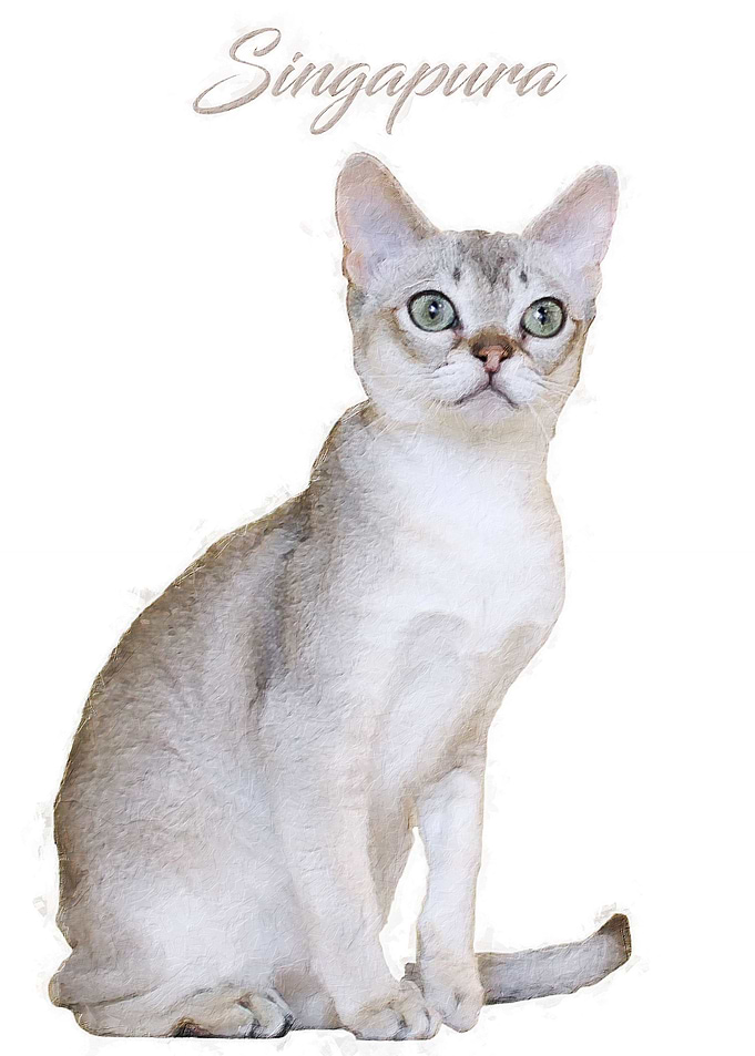 Singapura Cat