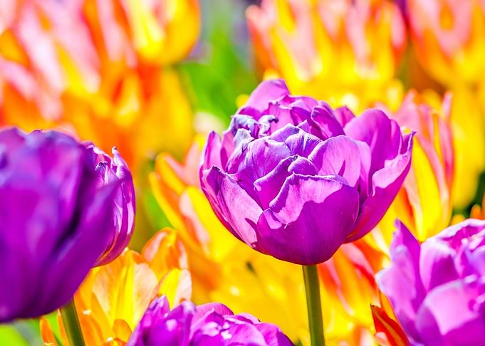 Tulips Color Festival