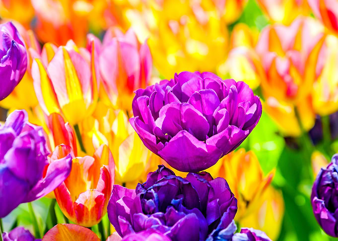 Tulips Color Festival