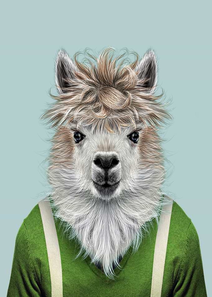 llama portrait