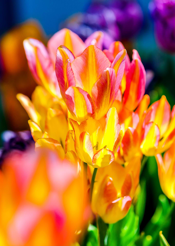 Tulips Color Gala