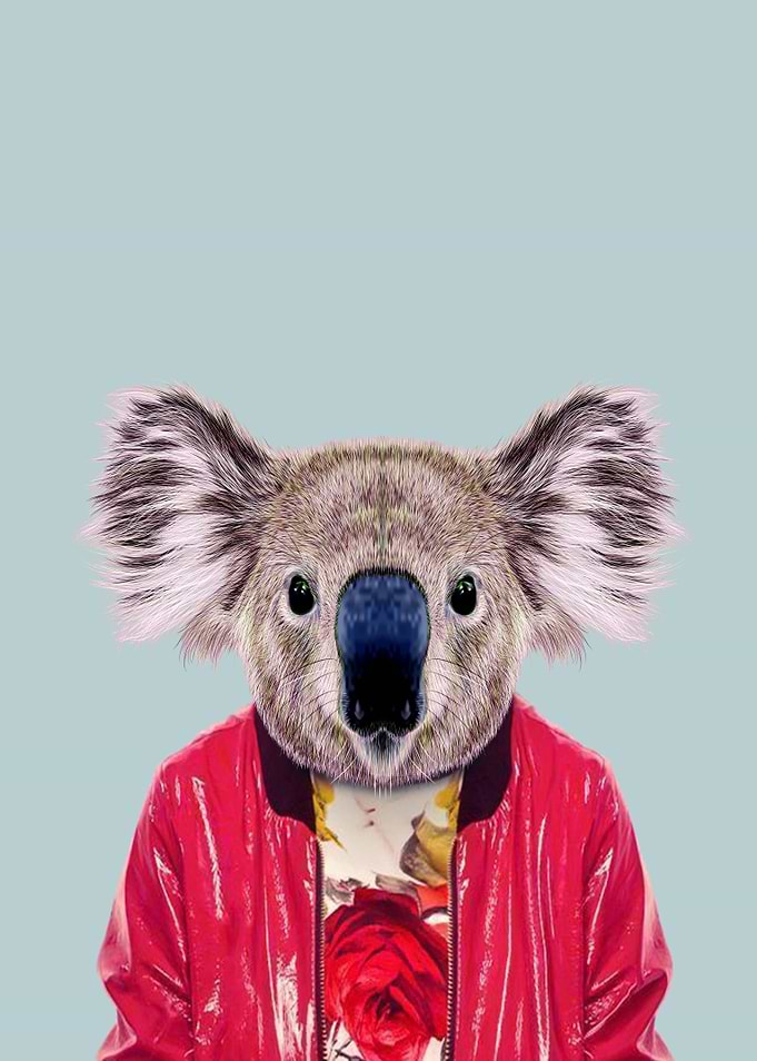 Koala bear portrait