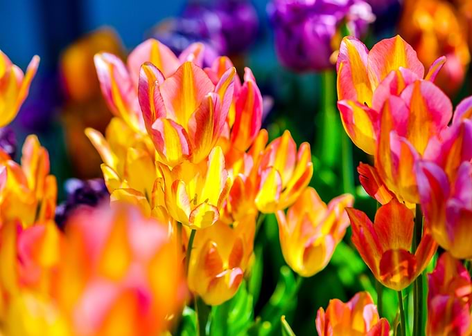 Tulips Color Festival