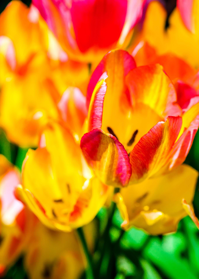 Tulips Color Gala