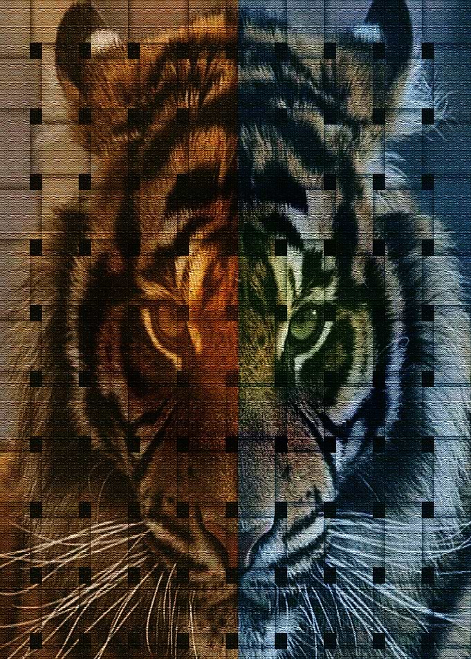 Tiger 05