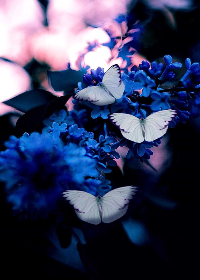 blue butterflies