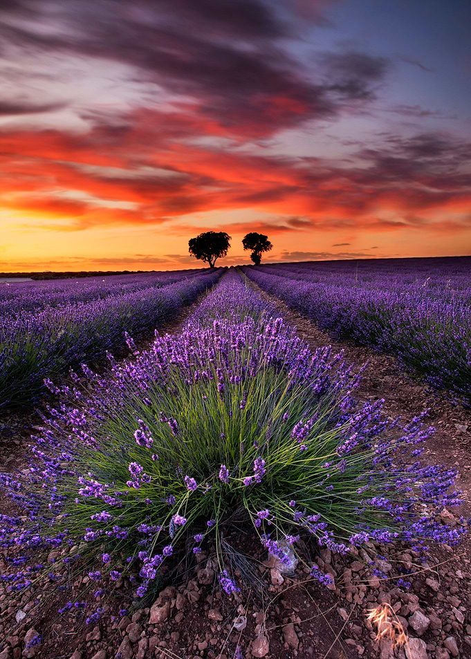 Lavender spirits