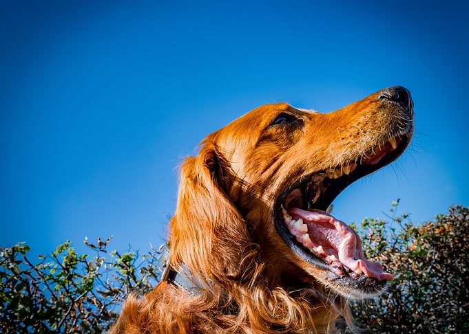 Irishsetter kaya