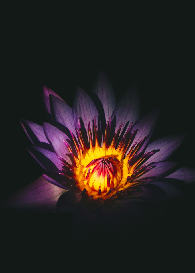 dark flower