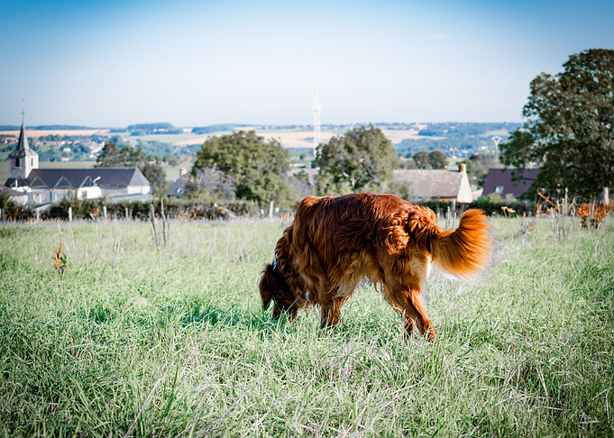 Irishsetter kaya