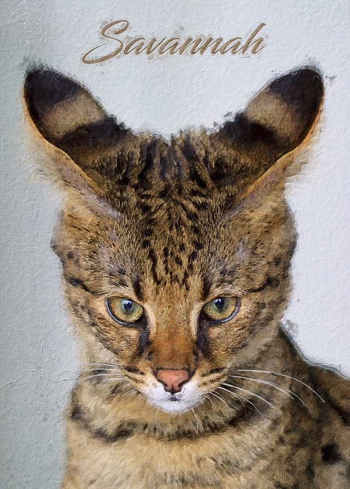 Savannah cat