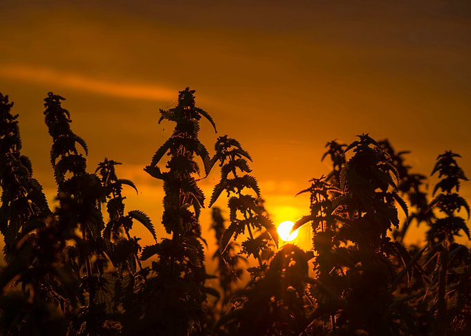 sunset through the wild