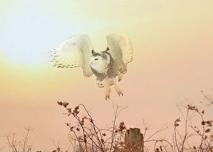 Snowy owl sunset