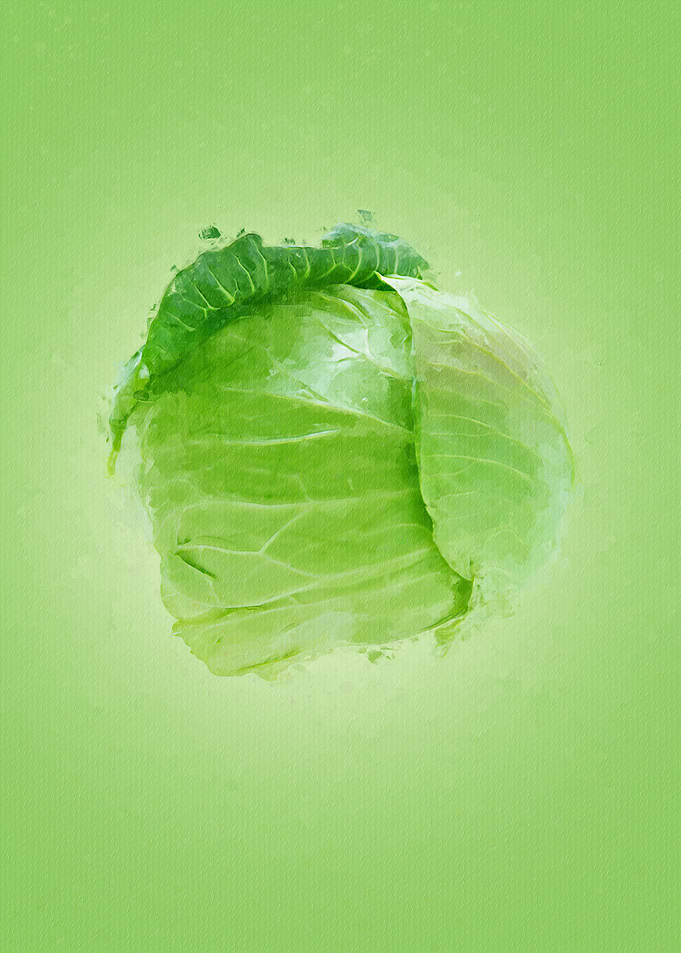 Cabbage