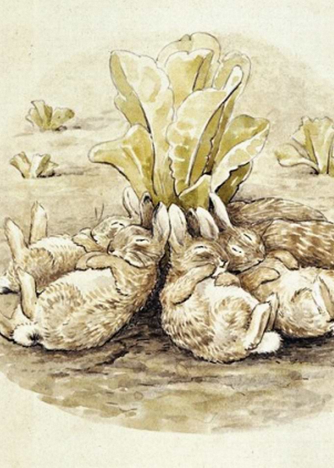 Sleeping bunnies