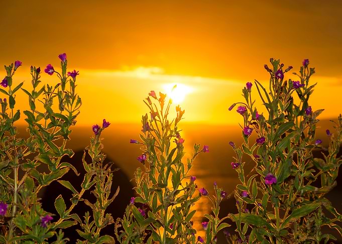 wild flowers coastal