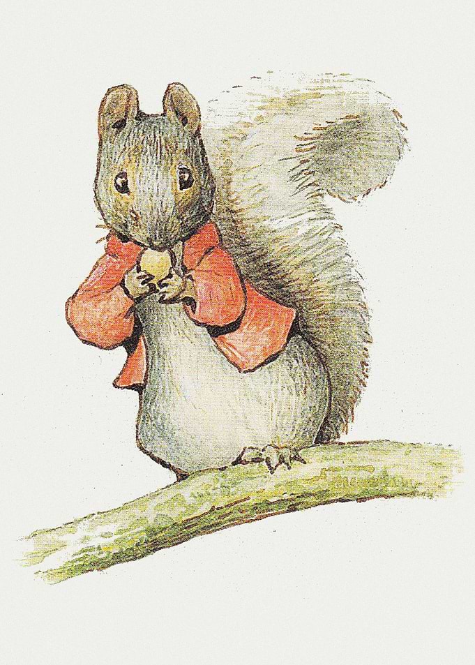 Little Squirrel