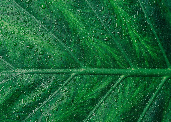 Pure Leaf