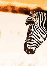Zebra