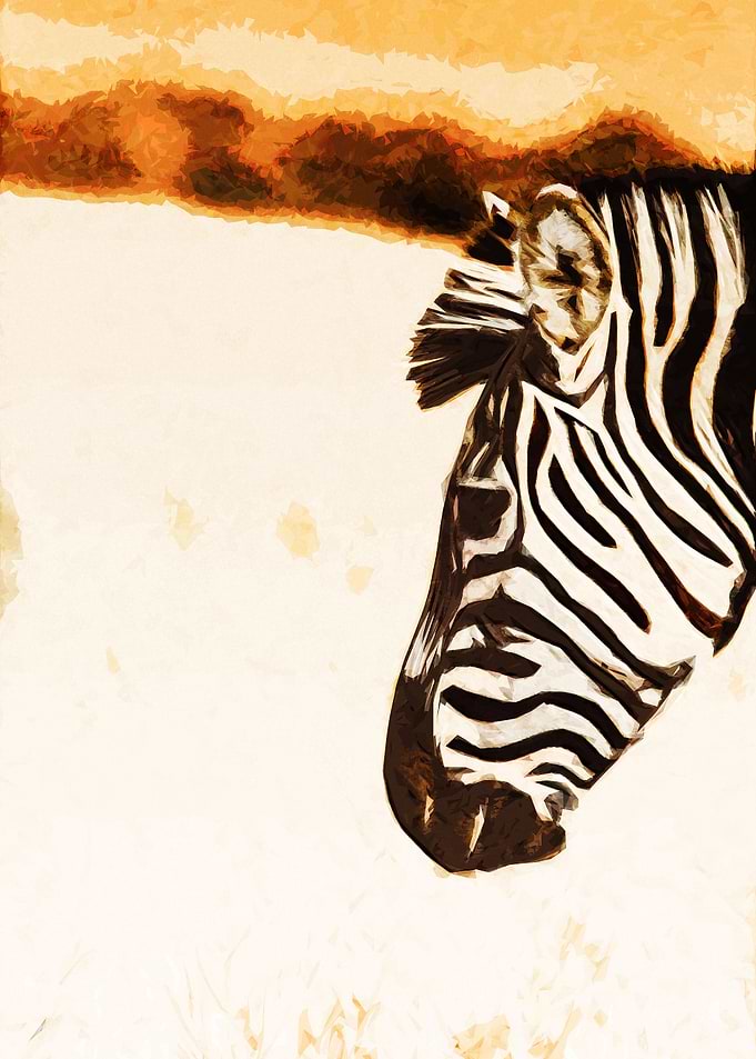 Zebra
