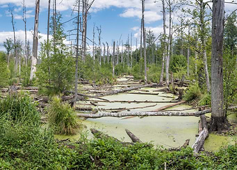 Bialowieza Forest