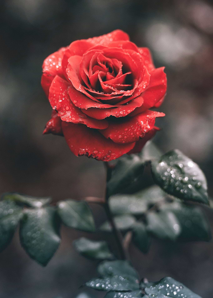 red rose
