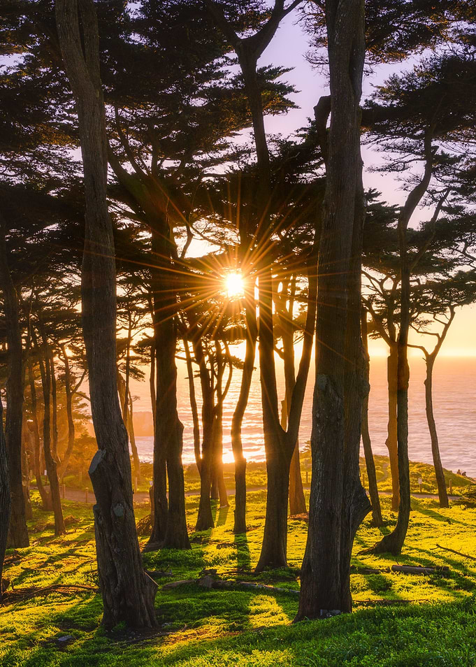 Sunset Forest